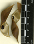 Pachyrhizus ferrugineus (Piper) M. Sorensen, Belize, D. R. Hunt 260, F